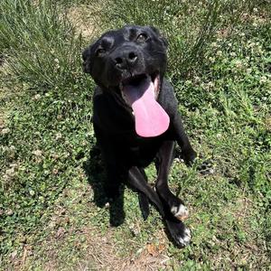 Rally, Mixed Breed (Medium), adult, available for adoption