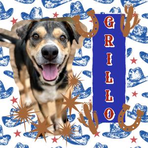 Grillo, Mixed Breed (Large), adult, available for adoption
