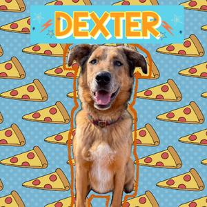 Dexter Miny, Shepherd, Australian, adult, available for adoption