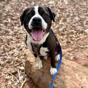 Hudson, Mixed Breed (Large), adult, available for adoption