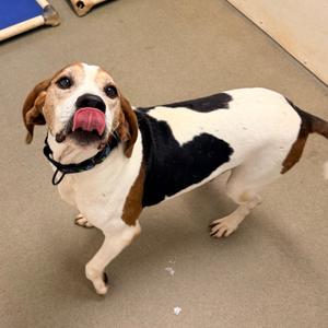 Granger, Hound, adult, available for adoption
