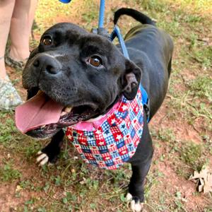 Bullfrog, Mixed Breed (Large), adult, available for adoption