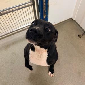 Bullfrog, Mixed Breed (Large), adult, available for adoption