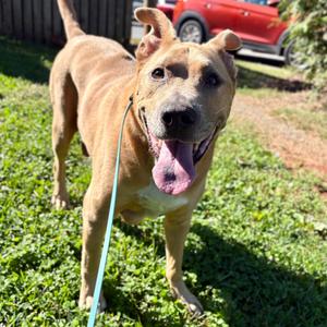 Linus, Mixed Breed (Large), adult, available for adoption