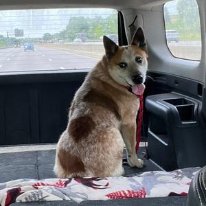 Red, Cattle Dog, Australian (Red Heeler), adult, available for adoption