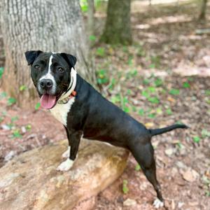 A black and white dog with a red collar standing on a log in a wooded area.