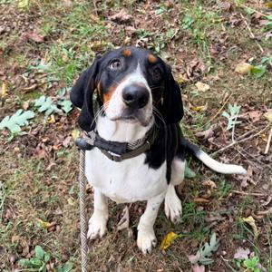 Gilbert, Coonhound, young, available for adoption