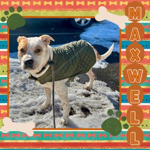 Maxwell, Mixed Breed (Large), senior, available for adoption
