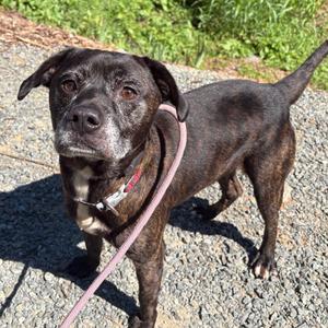 Carl Dean, Mixed Breed (Medium), adult, available for adoption