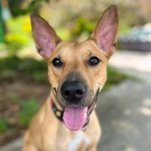 Feather, Mixed Breed (Medium), adult, available for adoption