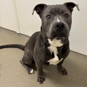 Draco, Mixed Breed (Large), senior, available for adoption