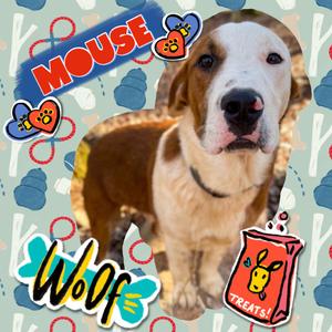 Mouse, Mixed Breed (Large), adult, available for adoption