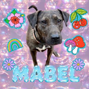 Mabel, Mixed Breed (Medium), adult, available for adoption
