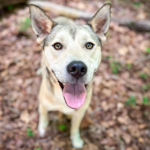 Orion, Mixed Breed (Medium), adult, available for adoption
