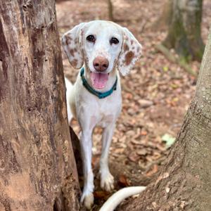 A white dog with brown spots standing between two tree trunks in a forest.