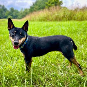 Katie, Feist, adult, available for adoption