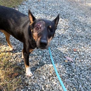 Katie, Feist, adult, available for adoption