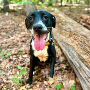 Confetti, Mixed Breed (Medium), adult, available for adoption