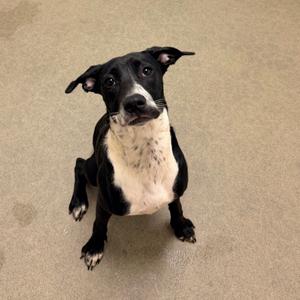 Confetti, Mixed Breed (Medium), young, available for adoption