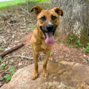 A brown dog with floppy ears and a pink tongue standing on a rock in a wooded area.
