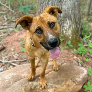 Panera, Shepherd, adult, available for adoption