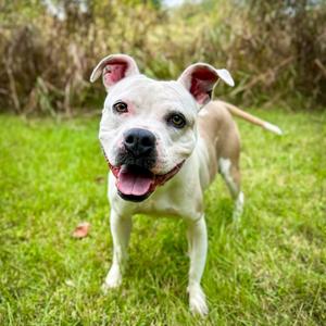 Cecilia, Mixed Breed (Medium), adult, available for adoption