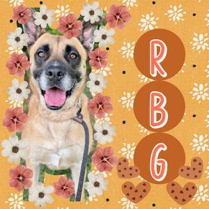 RBG, Shepherd, adult, available for adoption
