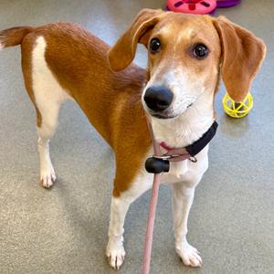 Pingaroo, Beagle, young, available for adoption