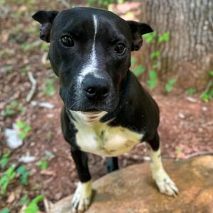 Orson, Mixed Breed (Large), adult, available for adoption