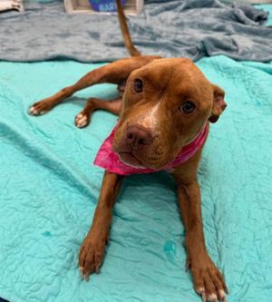 COFFEE CAKE, Pit Bull Terrier, adult, available for adoption