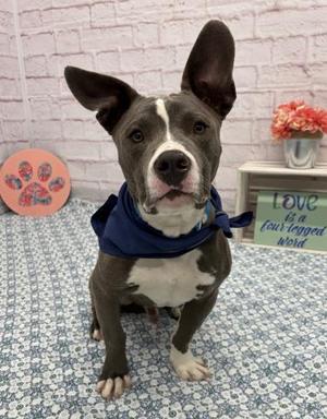 BLINKY BEANS, Pit Bull Terrier, adult, available for adoption