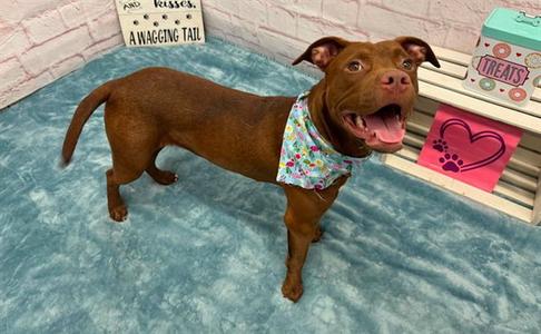 AALTOLA, American Staffordshire Terrier, young, available for adoption