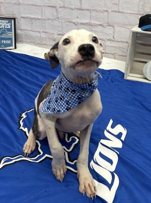 GUSTAVO, Pit Bull Terrier, young, available for adoption