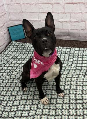 BAGUETTE, Pit Bull Terrier, adult, available for adoption