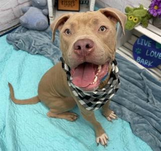 GHOST WASHINGTON, American Pit Bull Terrier, adult, available for adoption