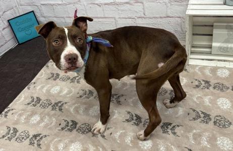 HONEY NUT, Pit Bull Terrier, young, available for adoption