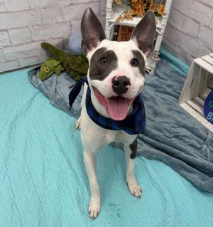 BABY, Pit Bull Terrier, young, available for adoption