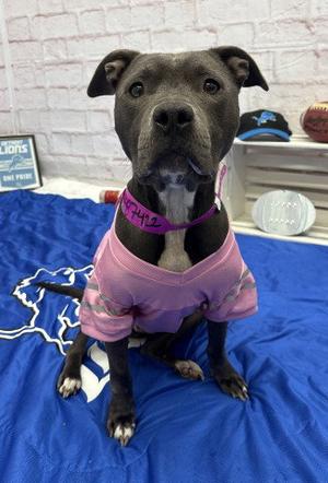 CECE CARTER, Pit Bull Terrier, adult, available for adoption