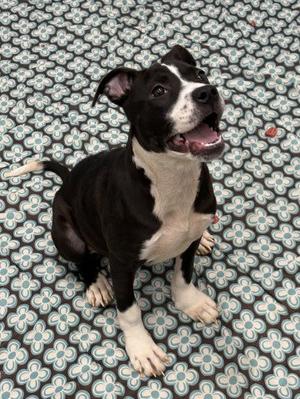 EMEI, Pit Bull Terrier, puppy, available for adoption