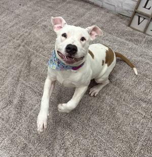 A white and brown dog wearing a blue bandana, sitting on a carpeted floor.