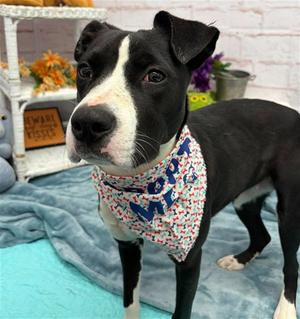 AHO, American Staffordshire Terrier, adult, available for adoption