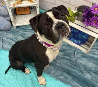 CELEBRINI, Boxer, adult, available for adoption