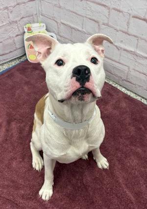 DICKERSON, Pit Bull Terrier, young, available for adoption