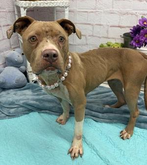 DANISH, Pit Bull Terrier, adult, available for adoption