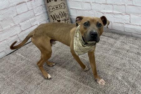 A brown dog wearing a bandana stands on a carpeted floor in front of a white brick wall.