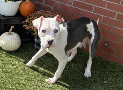 GRAPE NUTS, Pit Bull Terrier, adult, available for adoption