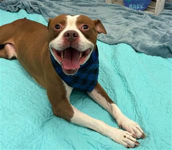 FLAPJACK, Pit Bull Terrier, adult, available for adoption