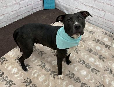 BELLA SULTON, Pit Bull Terrier, adult, available for adoption