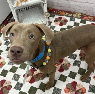 JIF, American Pit Bull Terrier, young, available for adoption