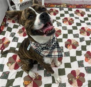 GOZZARD, Boxer, adult, available for adoption